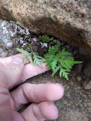 Doryopteris decipiens