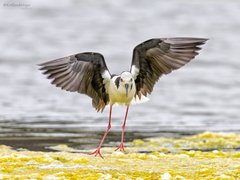 Himantopus mexicanus