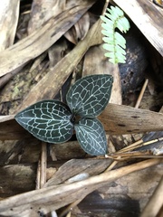 Anoectochilus formosanus