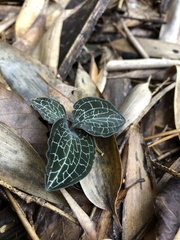 Anoectochilus formosanus