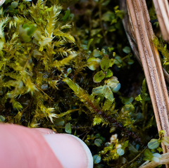 Sarmentypnum exannulatum