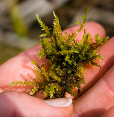 Sarmentypnum exannulatum