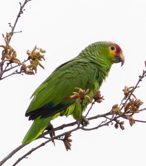 Amazona autumnalis