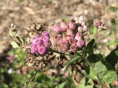 Pluchea odorata succulenta