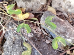 Passiflora jorullensis