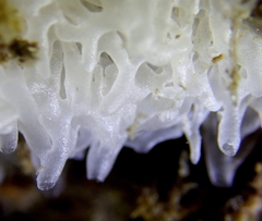 Clathrina coriacea