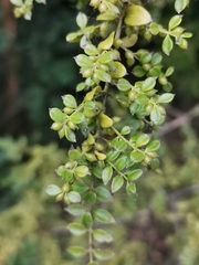 Lepidoceras chilense