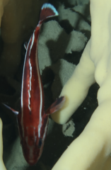 Sebastes ruberrimus