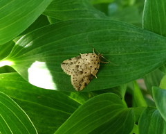 Giaura multipunctata