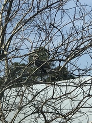 Mimus polyglottos image