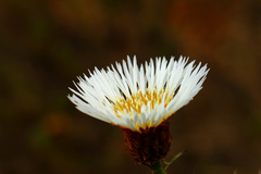 Plectocephalus chilensis