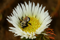 Plectocephalus chilensis