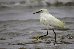 Egretta thula thula