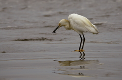 Egretta thula thula