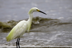 Egretta thula thula
