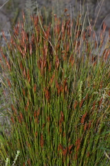 Staberoha vaginata