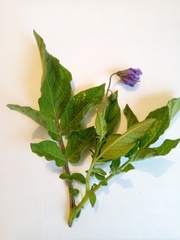Solanum brevicaule