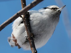 Sitta europaea albifrons