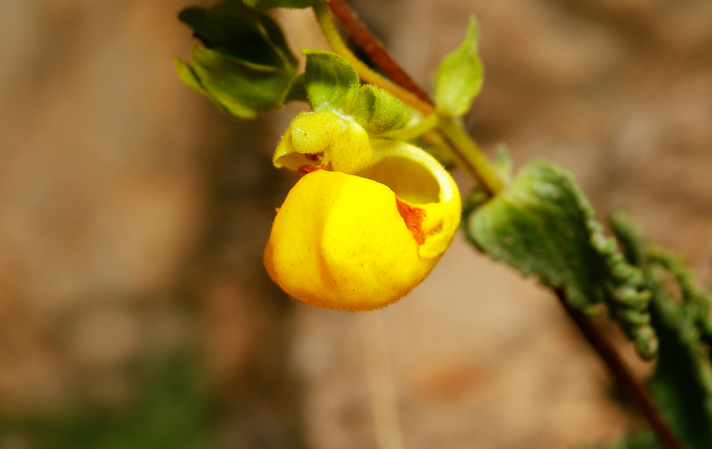 Calceolaria collina