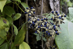 Rhynchosia acuminatissima