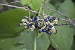 Rhynchosia acuminatissima