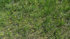 Lomatium bradshawii