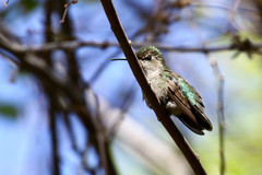 Calypte anna