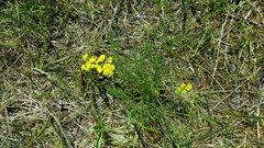 Lomatium bradshawii