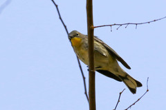 Setophaga coronata