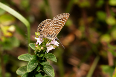 Leptotes trigemmatus