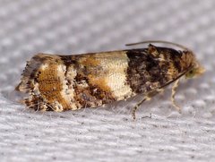 Lobesia spiraeae