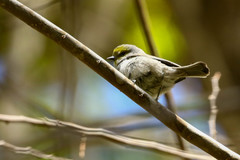 Auriparus flaviceps