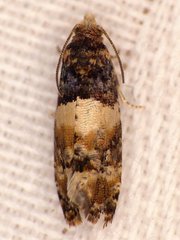 Lobesia spiraeae