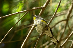 Setophaga coronata