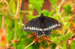 Battus polydamas psittacus