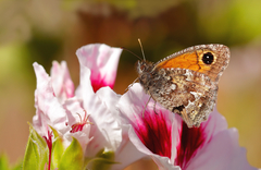 Auca coctei nycteropus