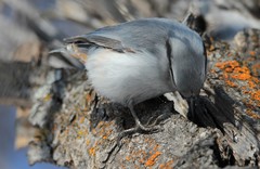 Sitta europaea albifrons