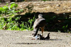Accipiter cooperii
