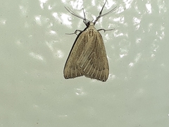 Myinodes interpunctaria