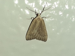 Myinodes interpunctaria