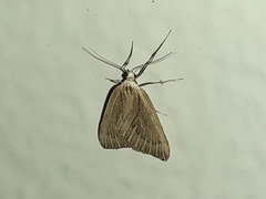 Myinodes interpunctaria