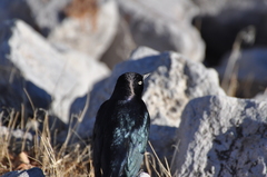 Euphagus cyanocephalus