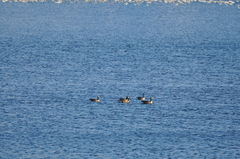 Branta canadensis
