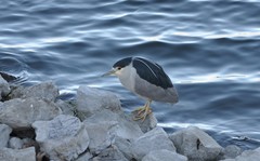 Nycticorax nycticorax
