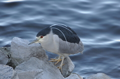 Nycticorax nycticorax