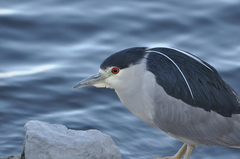 Nycticorax nycticorax