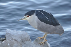 Nycticorax nycticorax