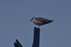 Larus delawarensis