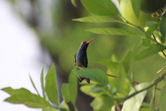 Cynanthus latirostris