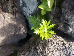 Doryopteris decipiens